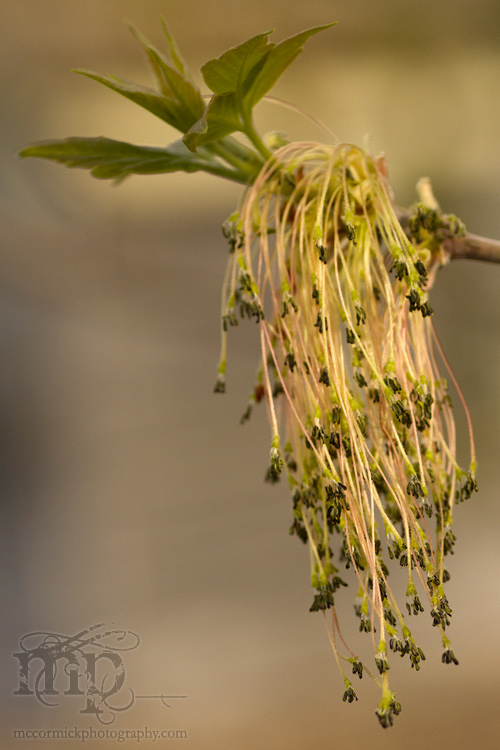 Maple Seeds, May 17, 2011 [1 of 2]