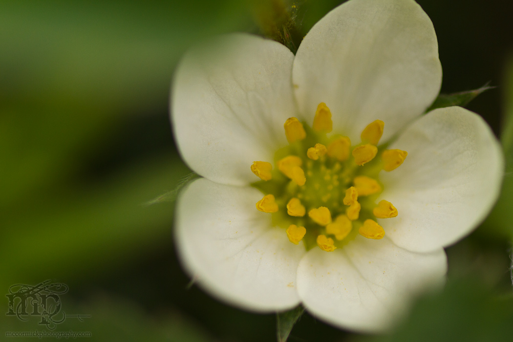 May 21 - After the shoot: Wild strawberry blossom
