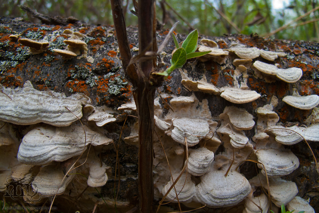 May 21 - After the shoot: Funky fungi