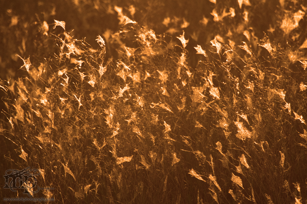 Backlit weeds with puffy stuff