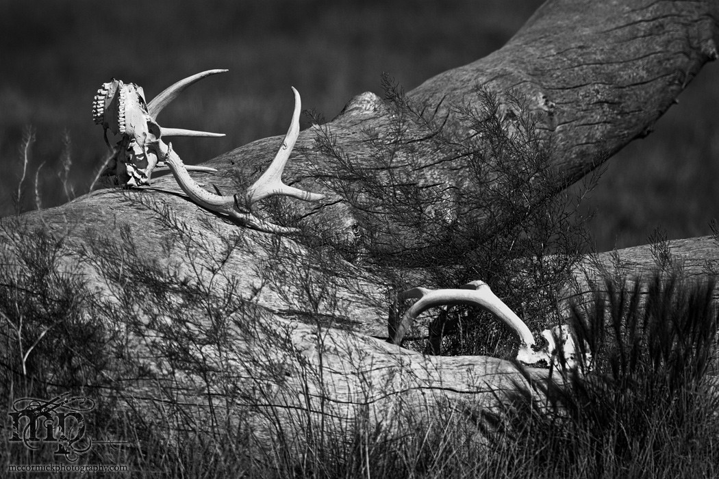 Cypress Hills 2007: Skull-pture [3 of 4]