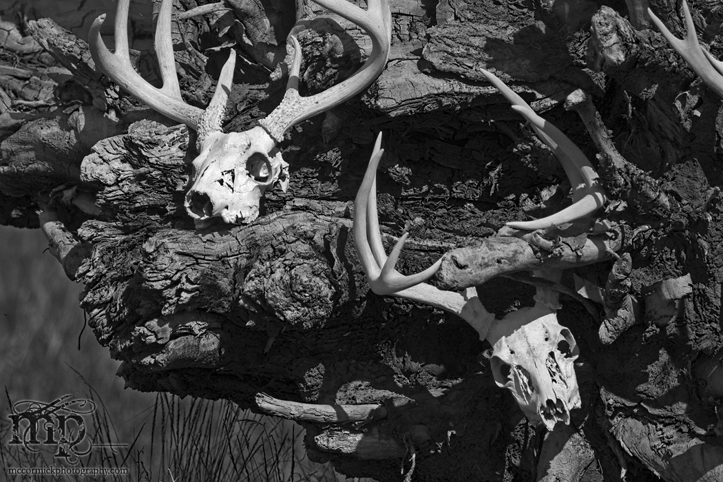 Cypress Hills 2007: Skull-pture [2 of 4]
