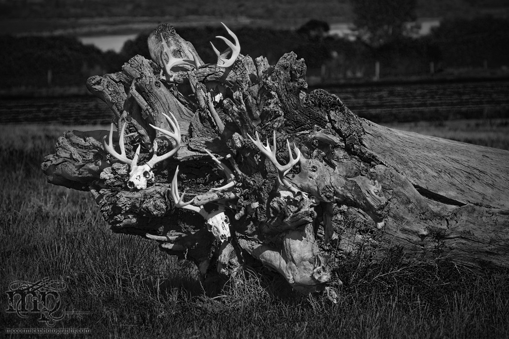 Cypress Hills 2007: Skull-pture [1 of 4]