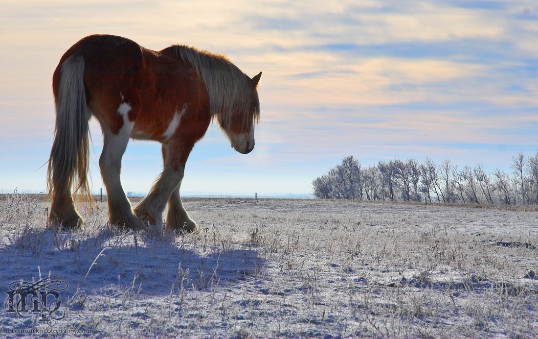 Gidget out for a winter stroll