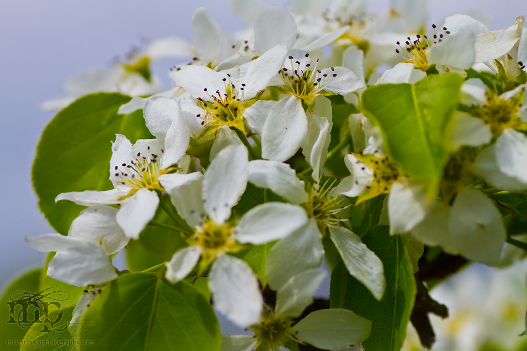 Pear blossoms 2011 [2 of 3]