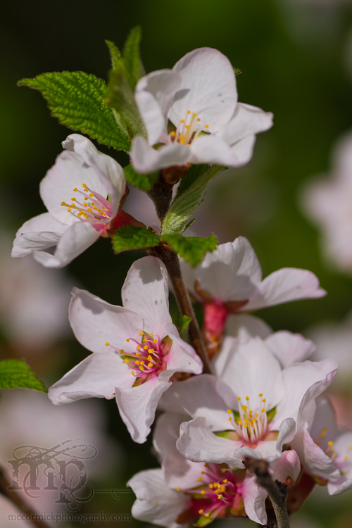 Nanking cherry blossoms [2 of 2]