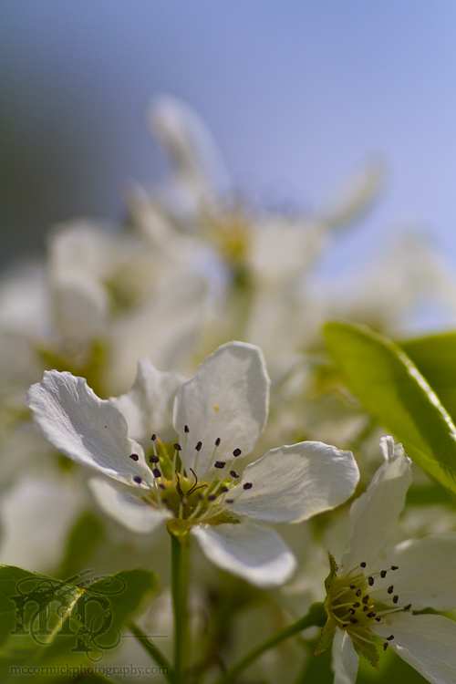 Pear blossoms 2011 [1 of 3]