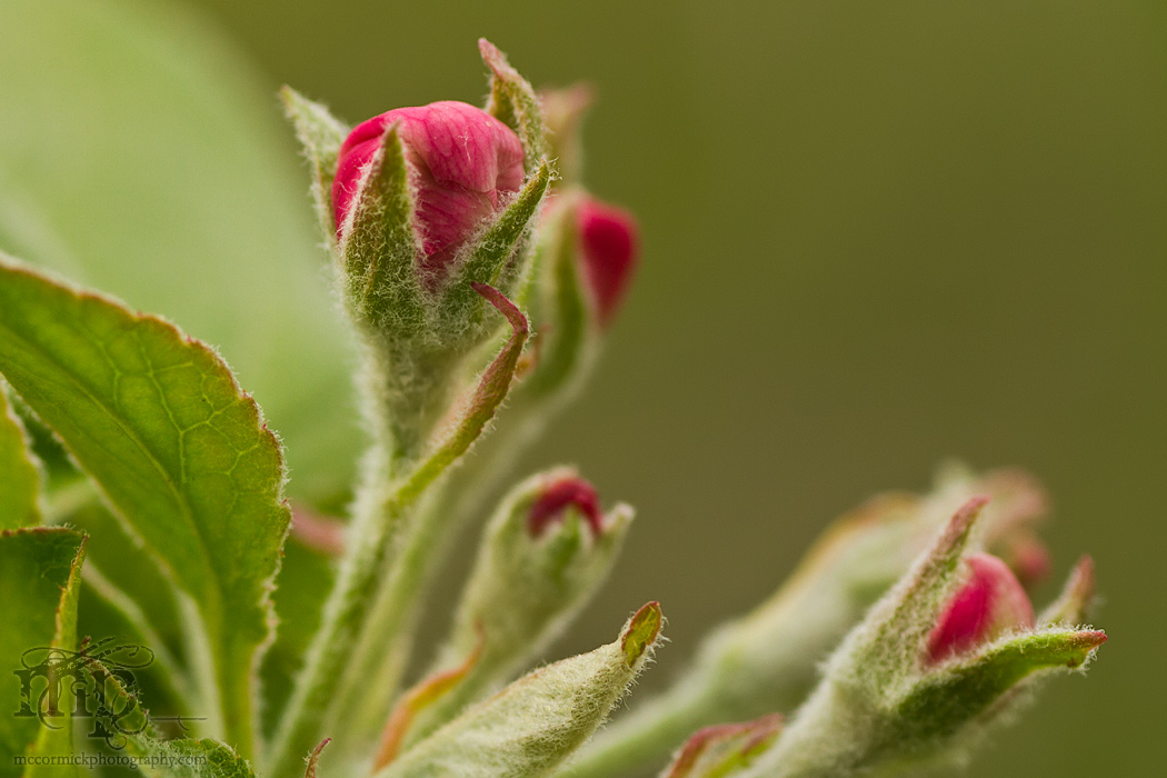Just beginning to unfurl [1 of 3]