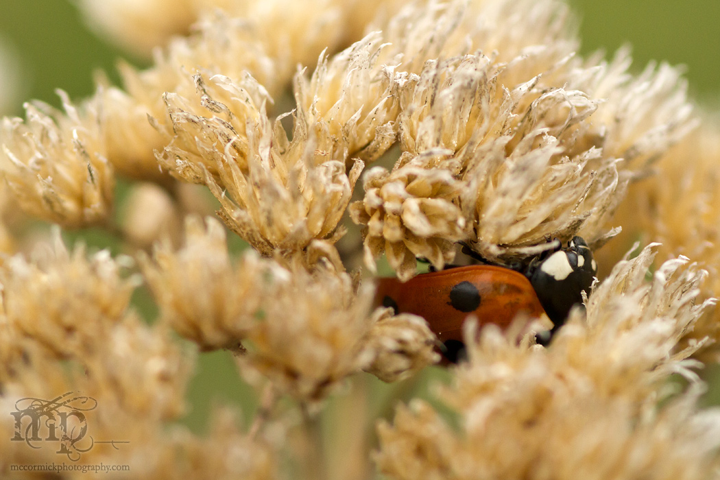 Ladybug Hiding [2 of 2]