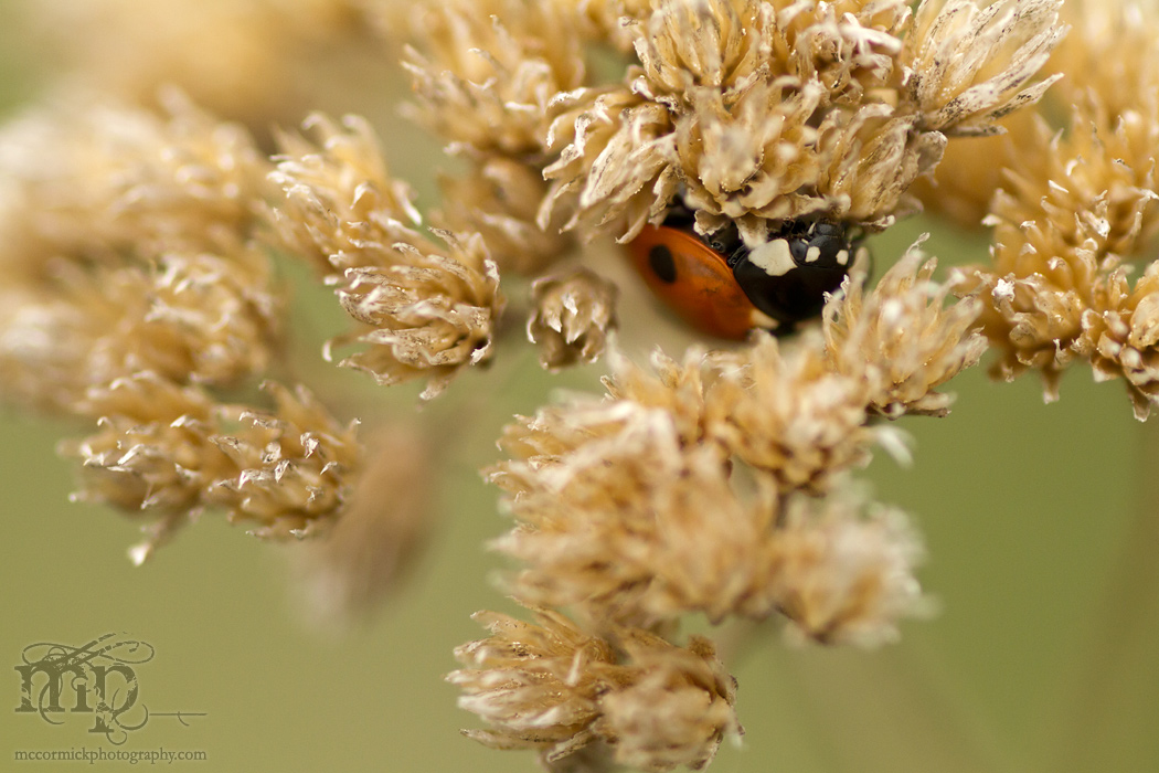 Ladybug Hiding [1 of 2]