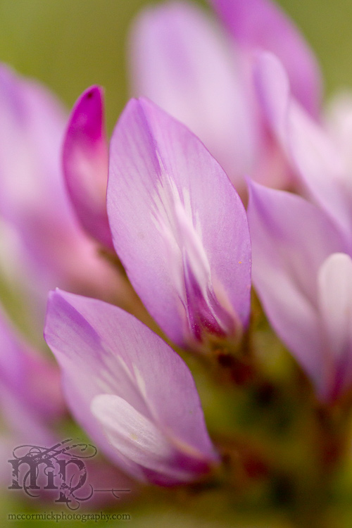 2011-06-06: It's, um, pinky purple