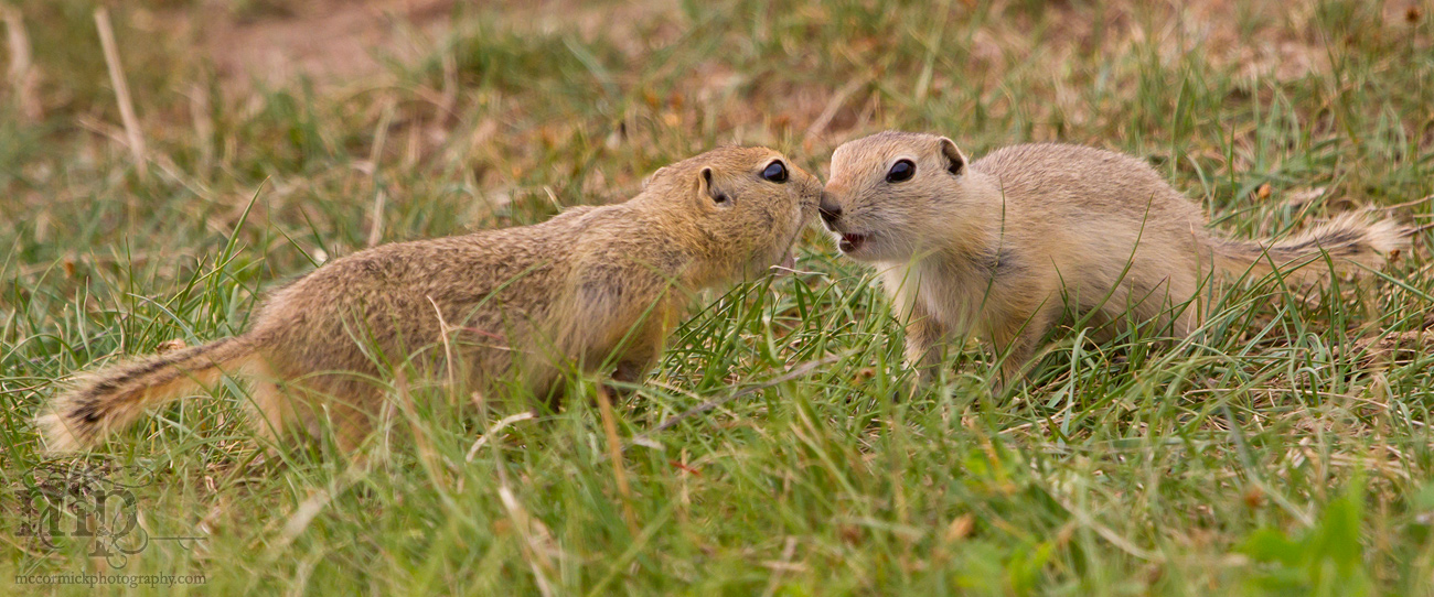 2011-06-06: Gopher(s) [3 of 5]
