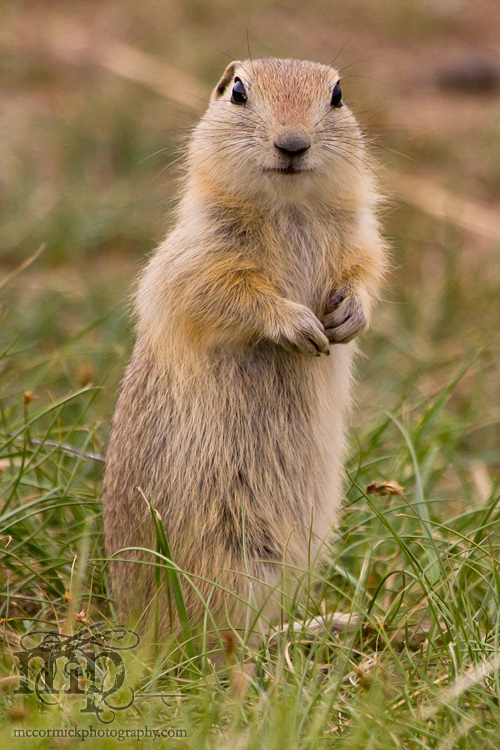 2011-06-06: Gopher(s) [1 of 5]