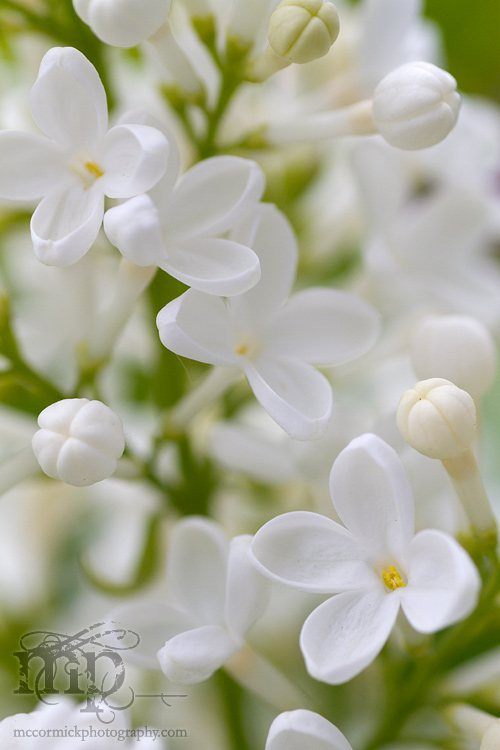 Lilacs 2011 [7 of 8]