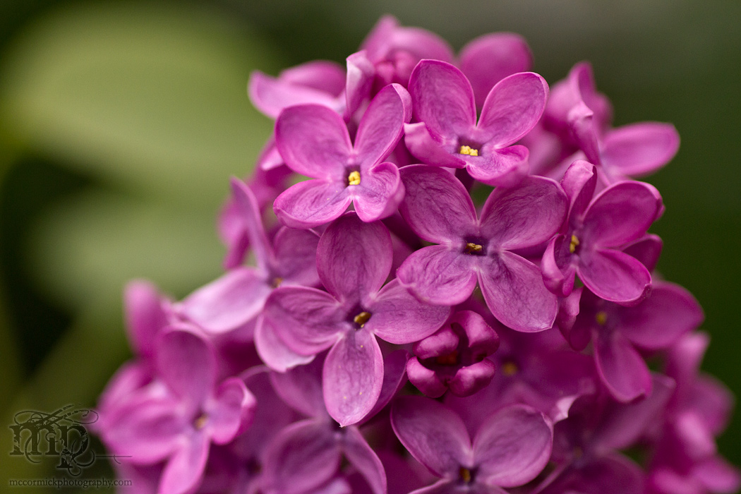Lilacs 2011 [5 of 8]