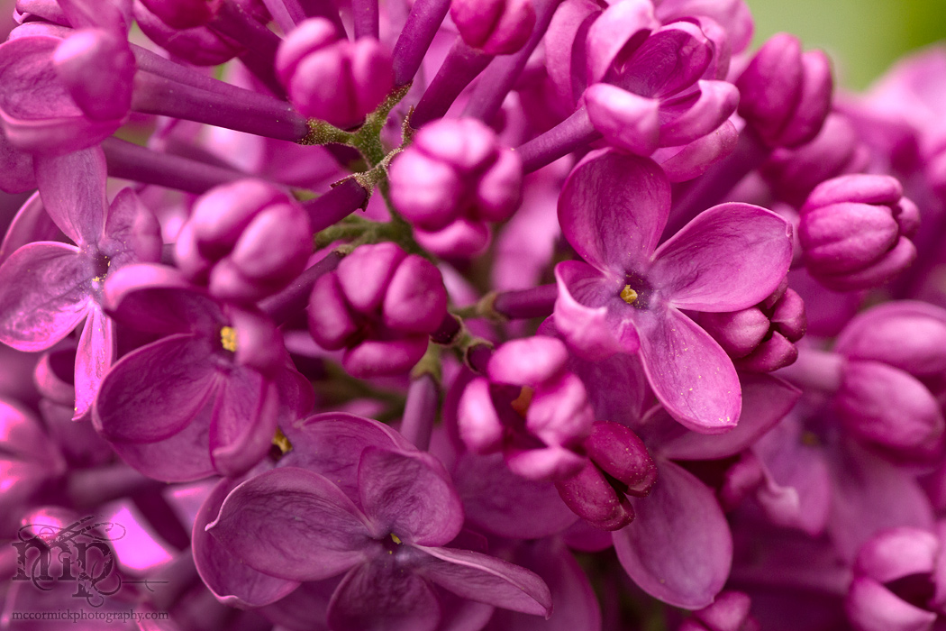 Lilacs 2011 [4 of 8]