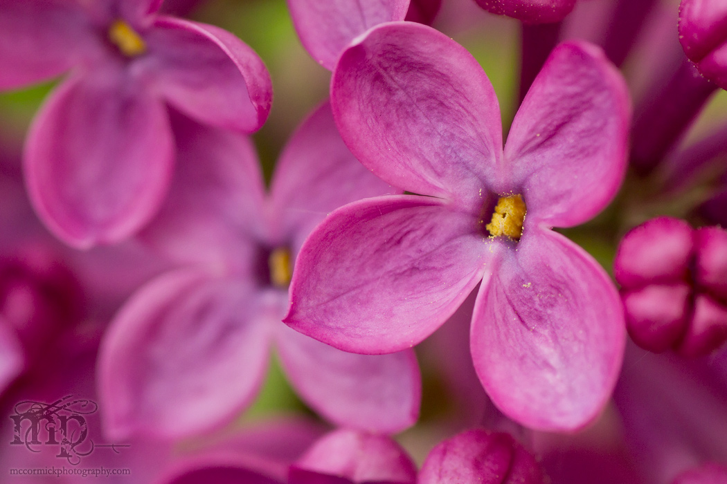 Lilacs 2011 [2 of 8]