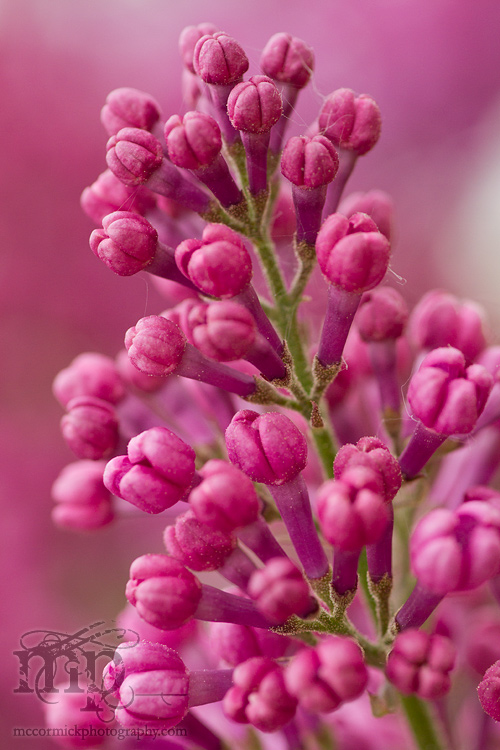 Lilacs 2011 [1 of 8]