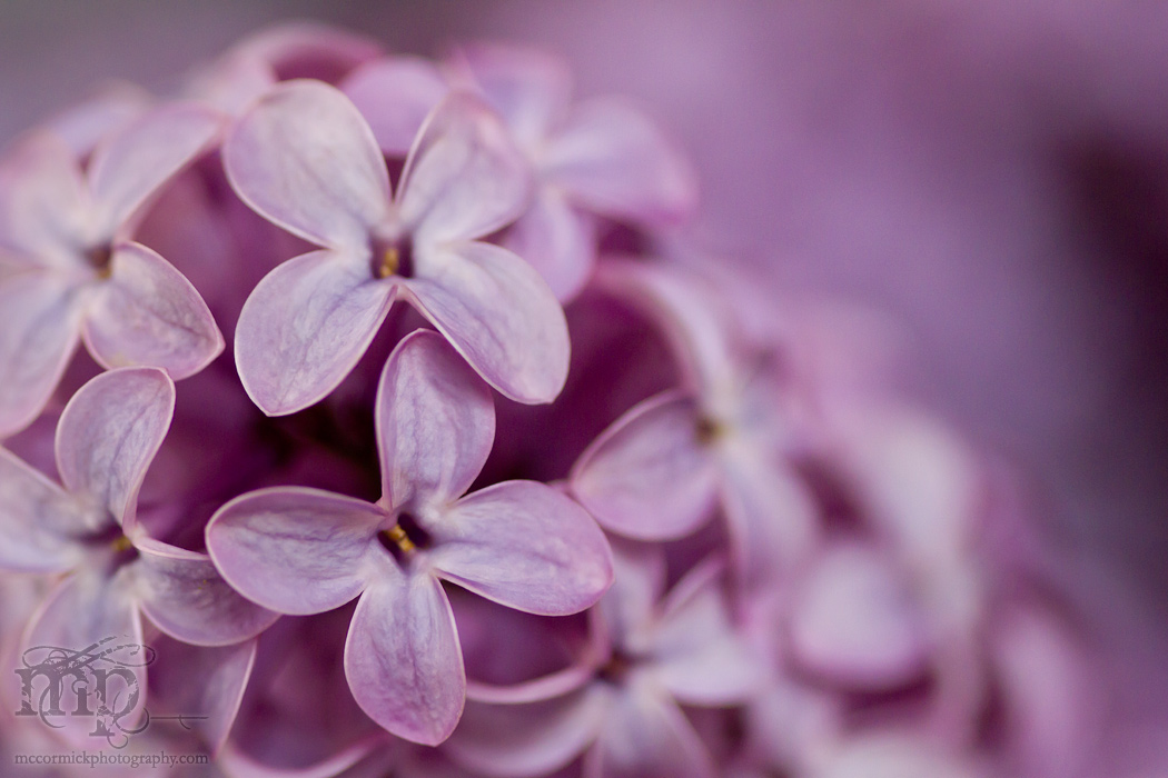 Lilacs in the kitchen [3 of 9]