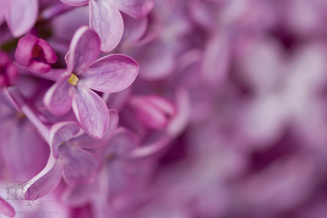 Lilacs in the kitchen [1 of 9]