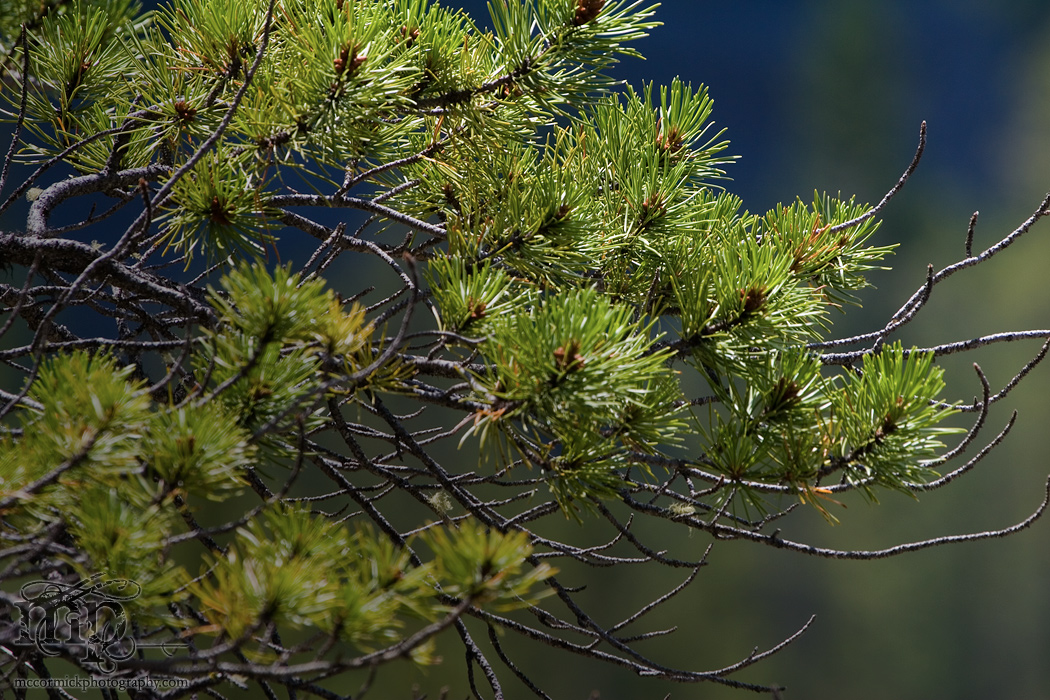 Evergreen, Grand Cache AB, 2009