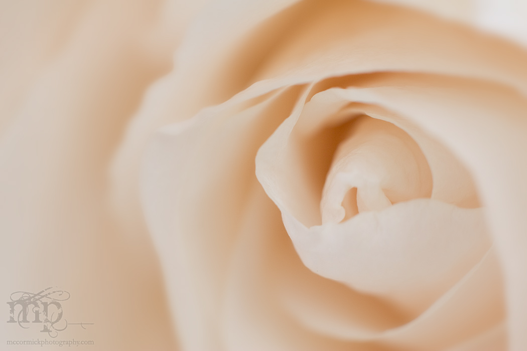 Everything's coming up roses