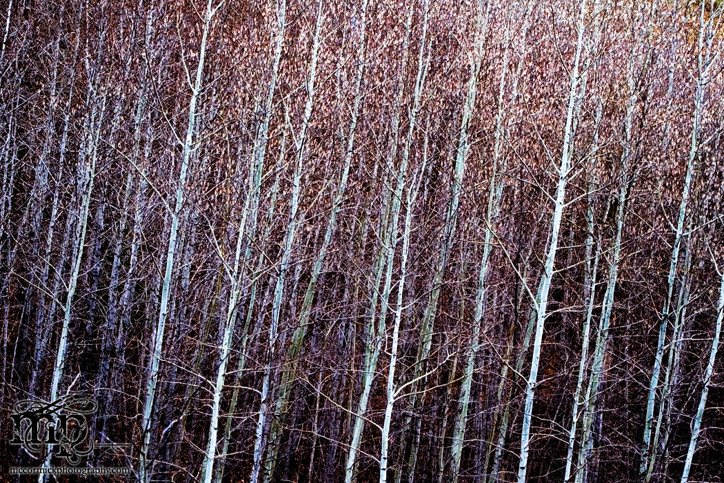 Artful trees