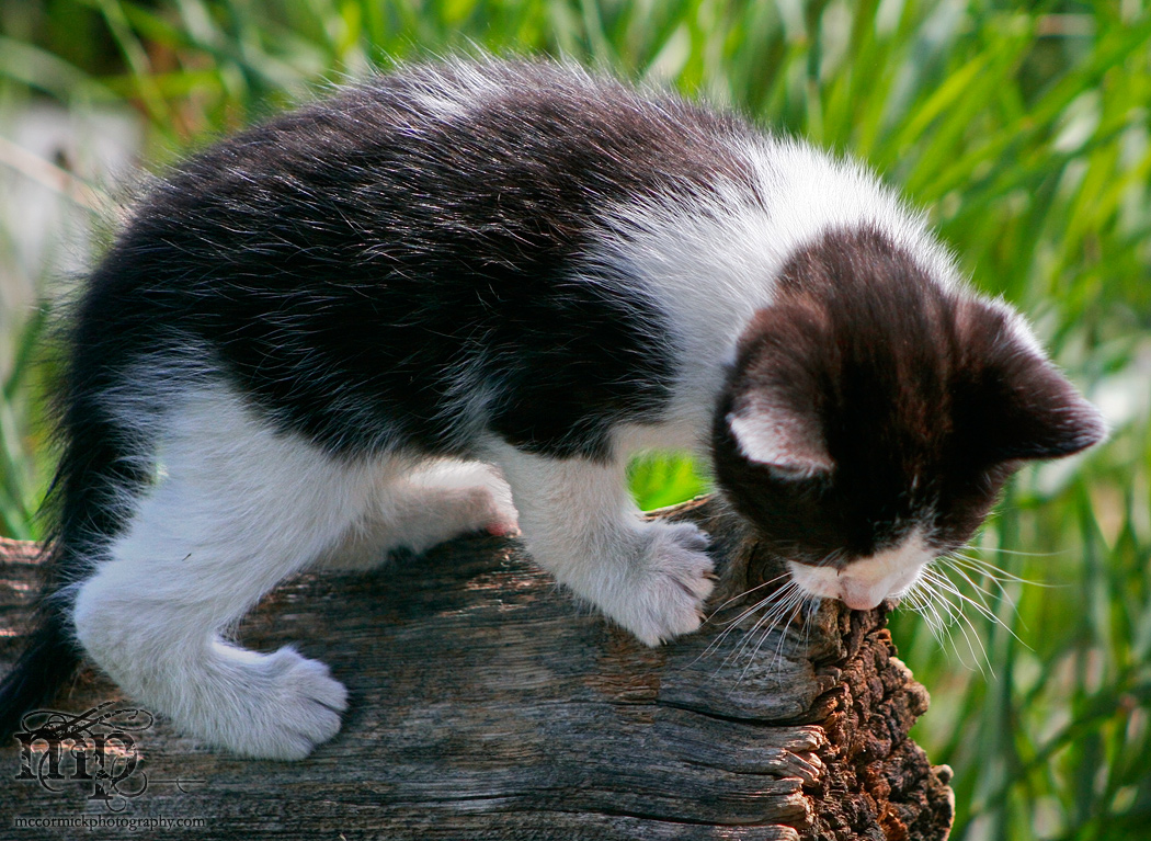 Gabby