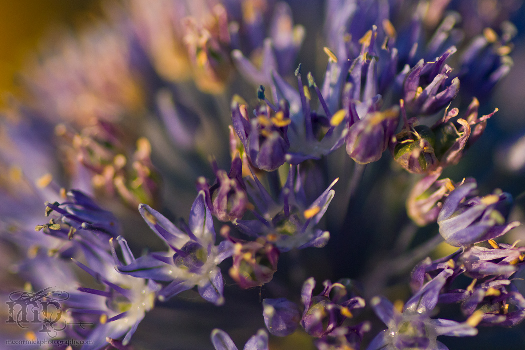 July 2011: Allium