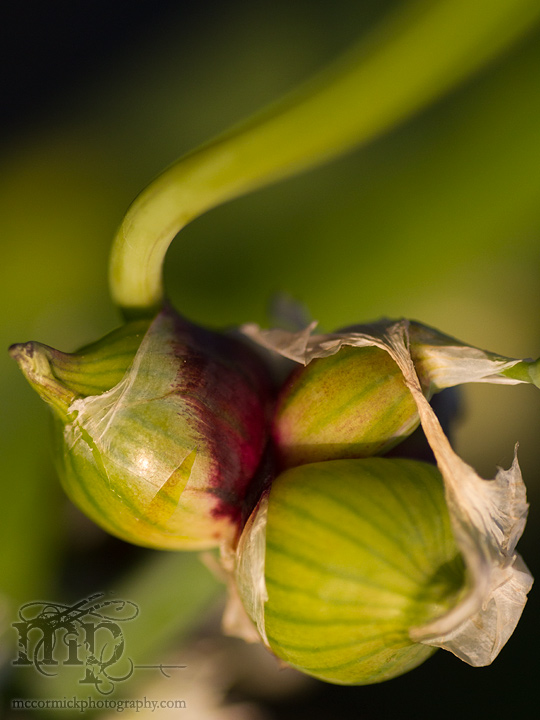 July 2011: Egyptian onion