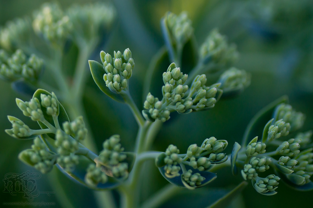 July 2011: Yet another sedum