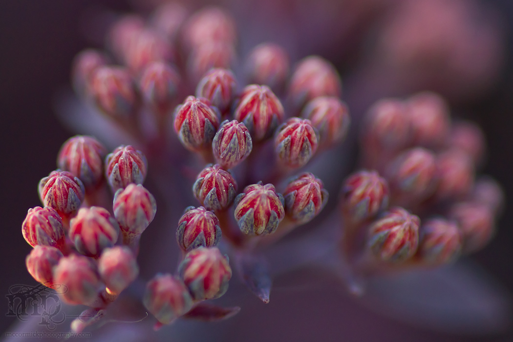 July 2011: Sedums