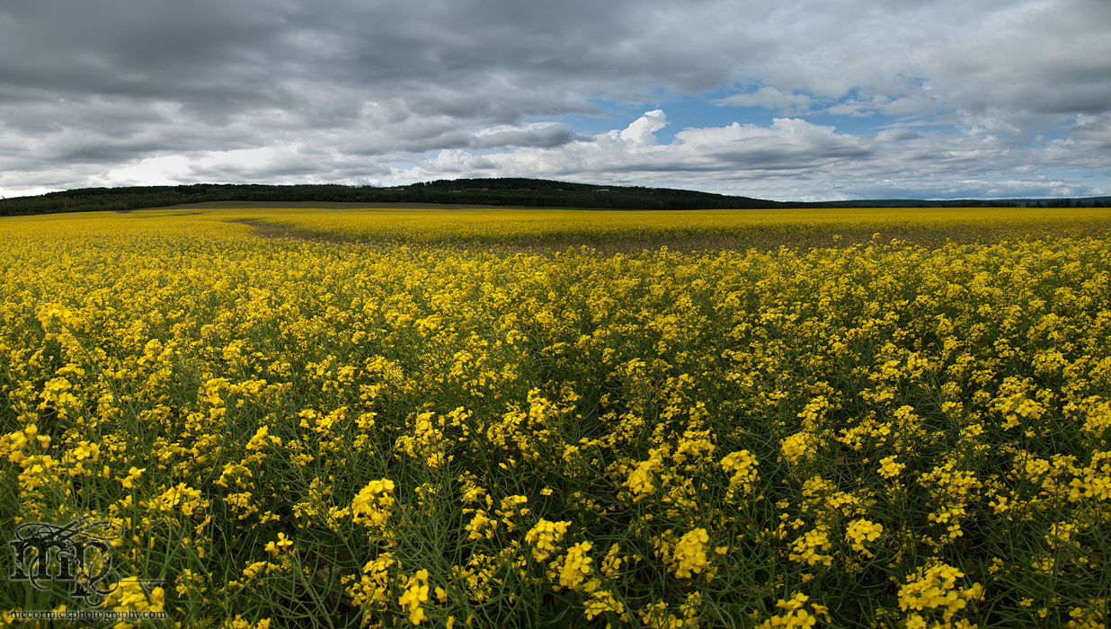 Canola field near Dawson Creek