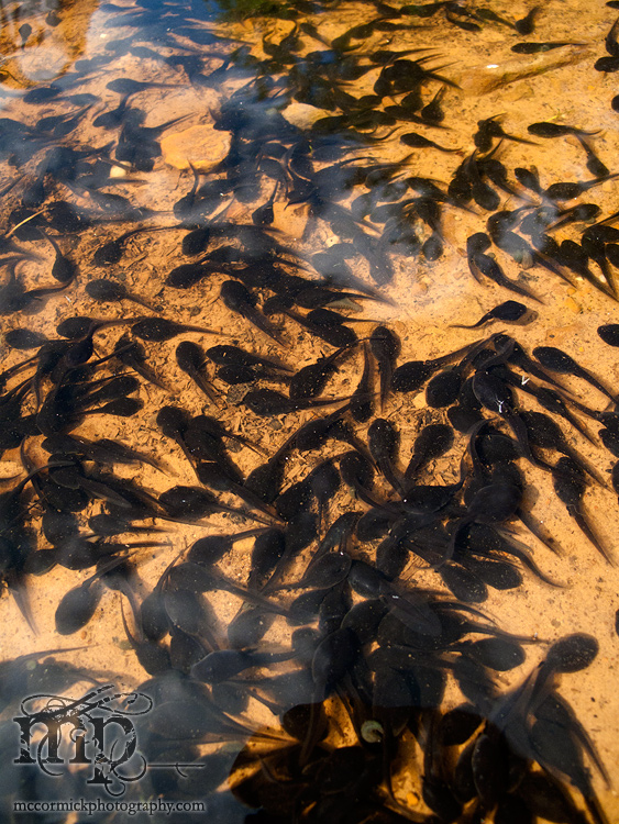 Radar Lake: Scads of tads [2 of 4]