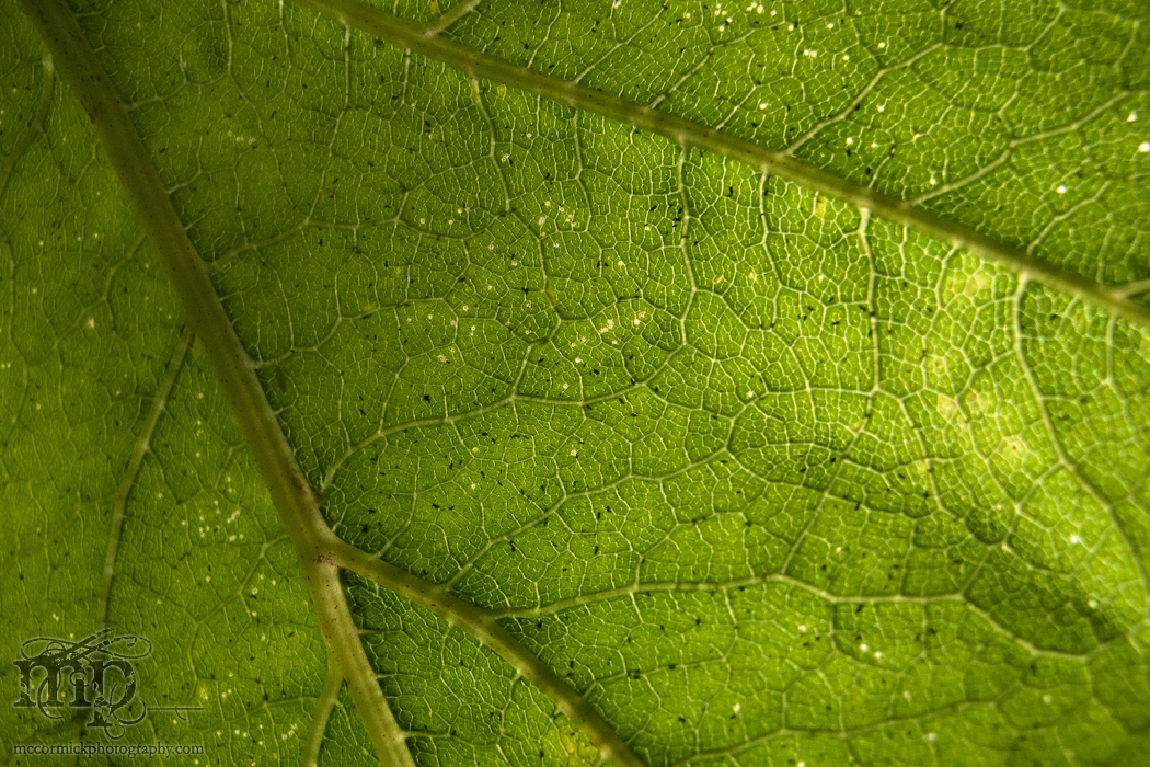 Underside, wild rhubarb leaf