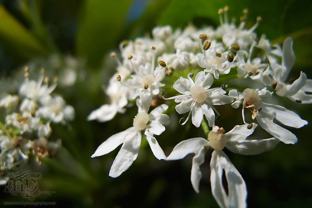 Wild rhubarb blossoms