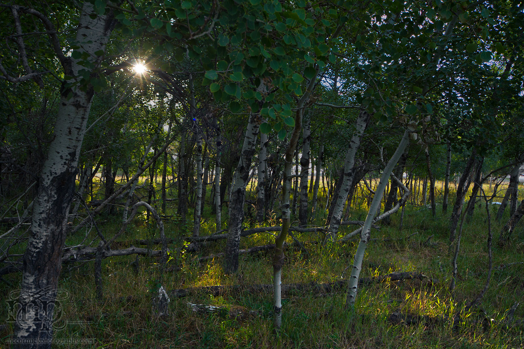 Early morning sun thru the trees