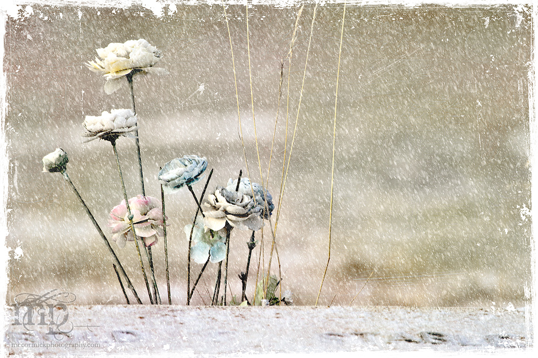 Life is transitory, but flowers are forever