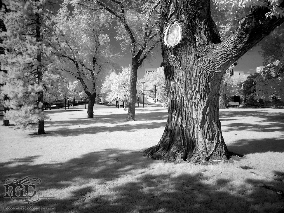 2003-08-04 Tree, Leg Grounds in Infrared