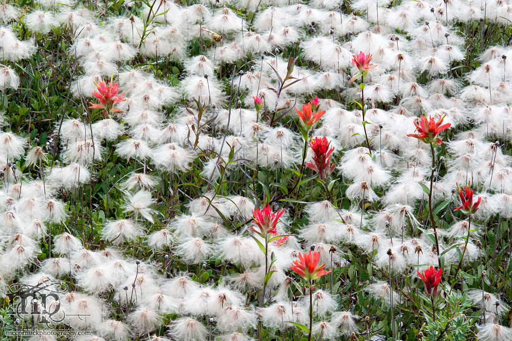 Cruft in the fluff: Spray Lakes, Canmore, August 2010