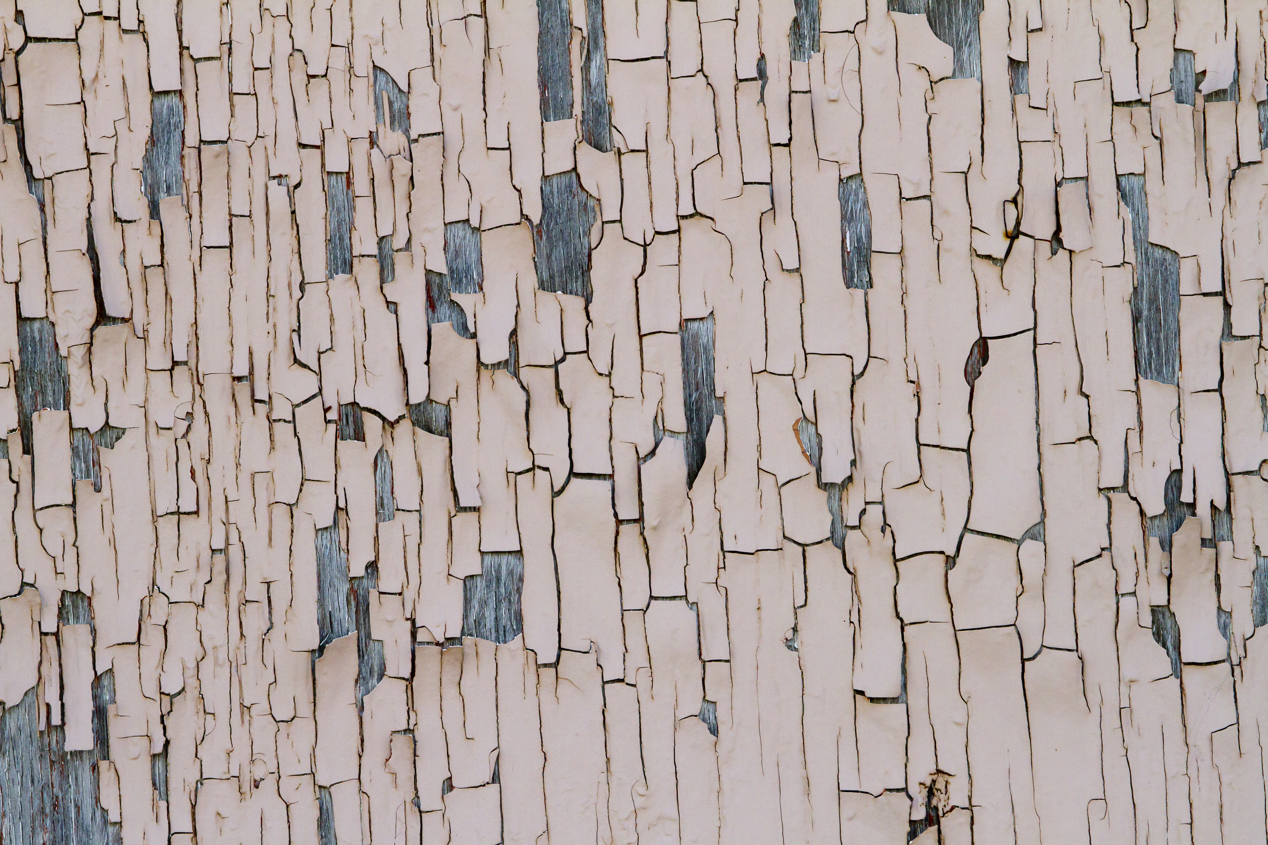 Texture : Peeling Pink Paint [8 of 8]