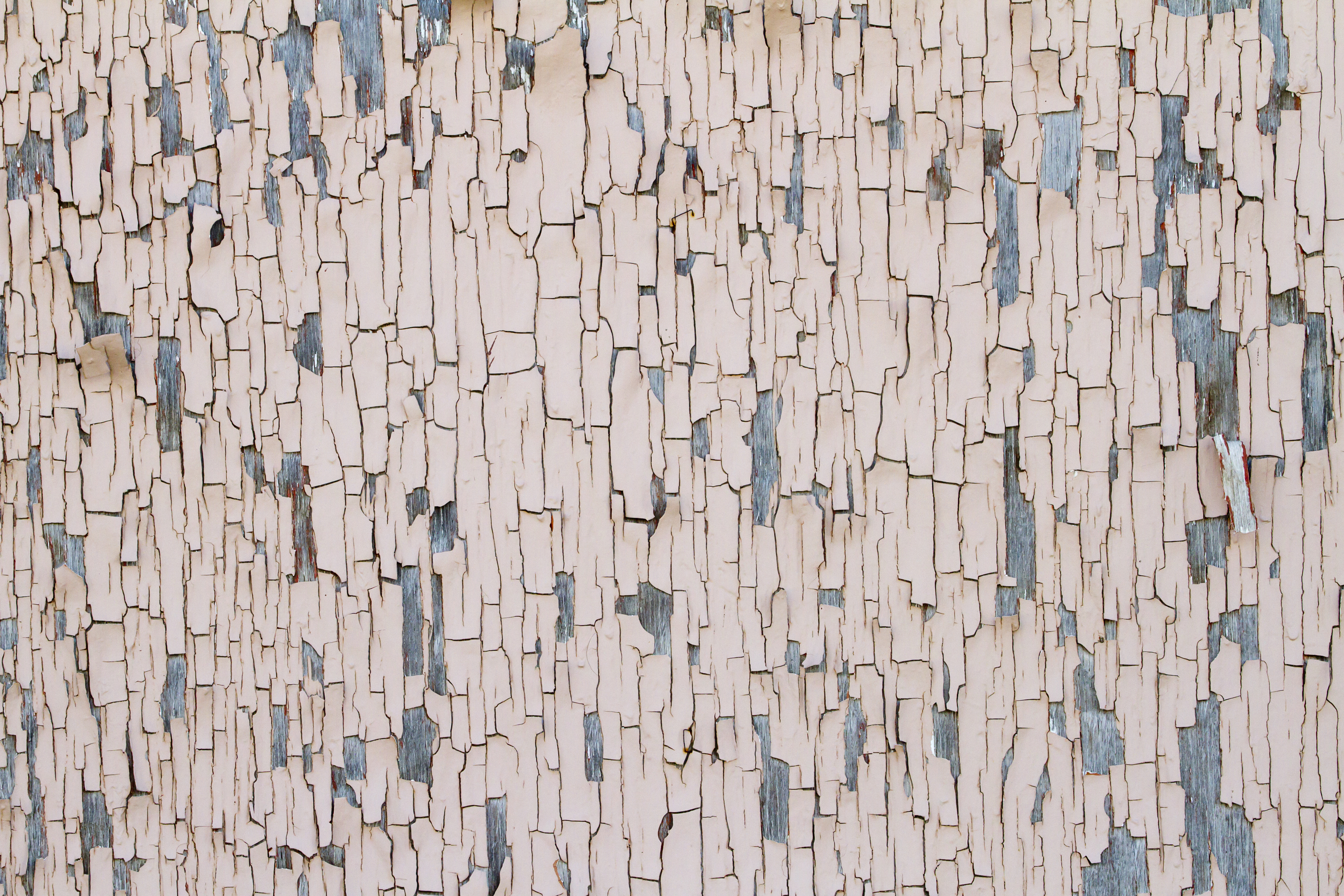 Texture : Peeling Pink Paint [7 of 8]