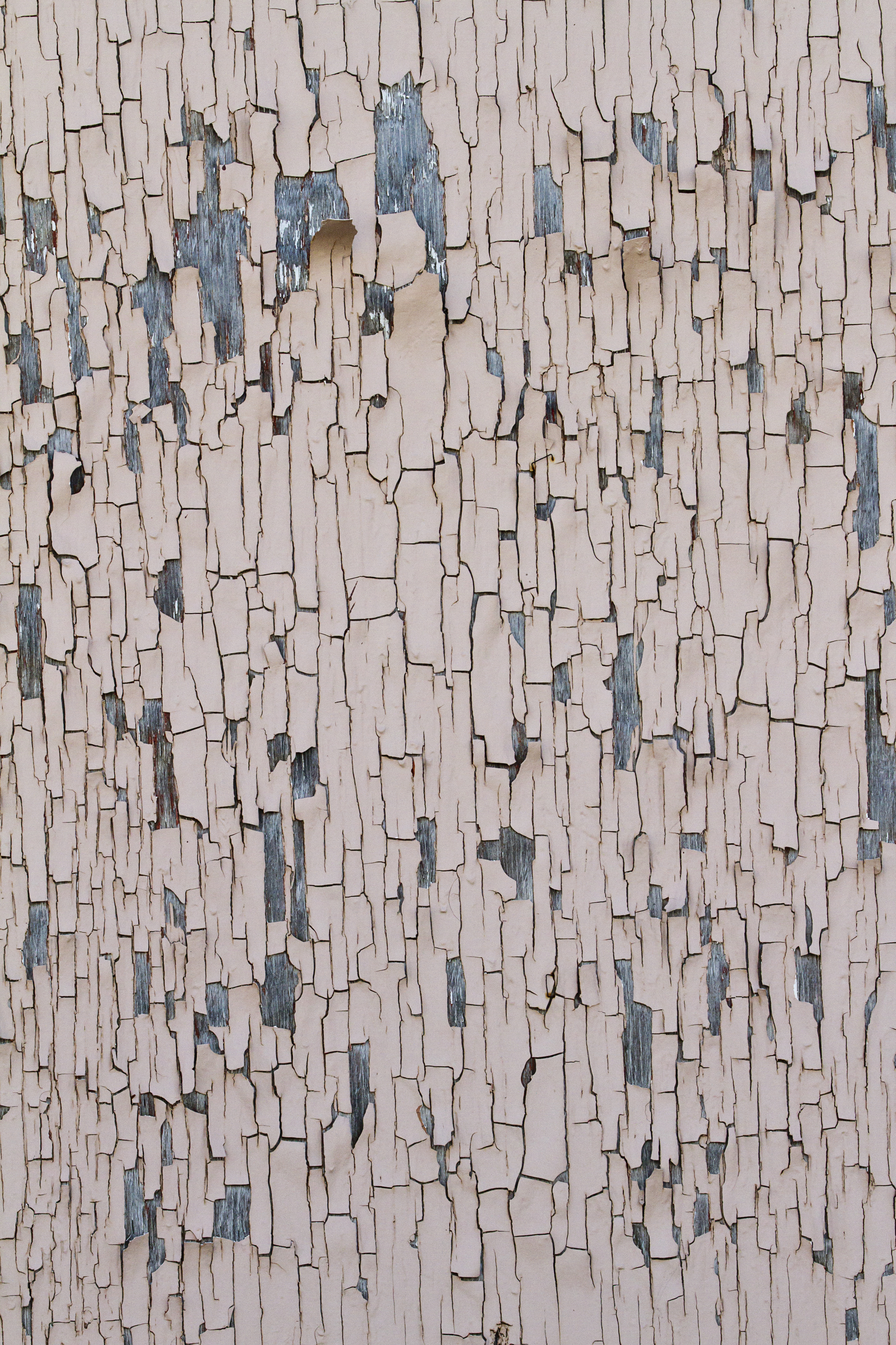 Texture : Peeling Pink Paint [6 of 8]