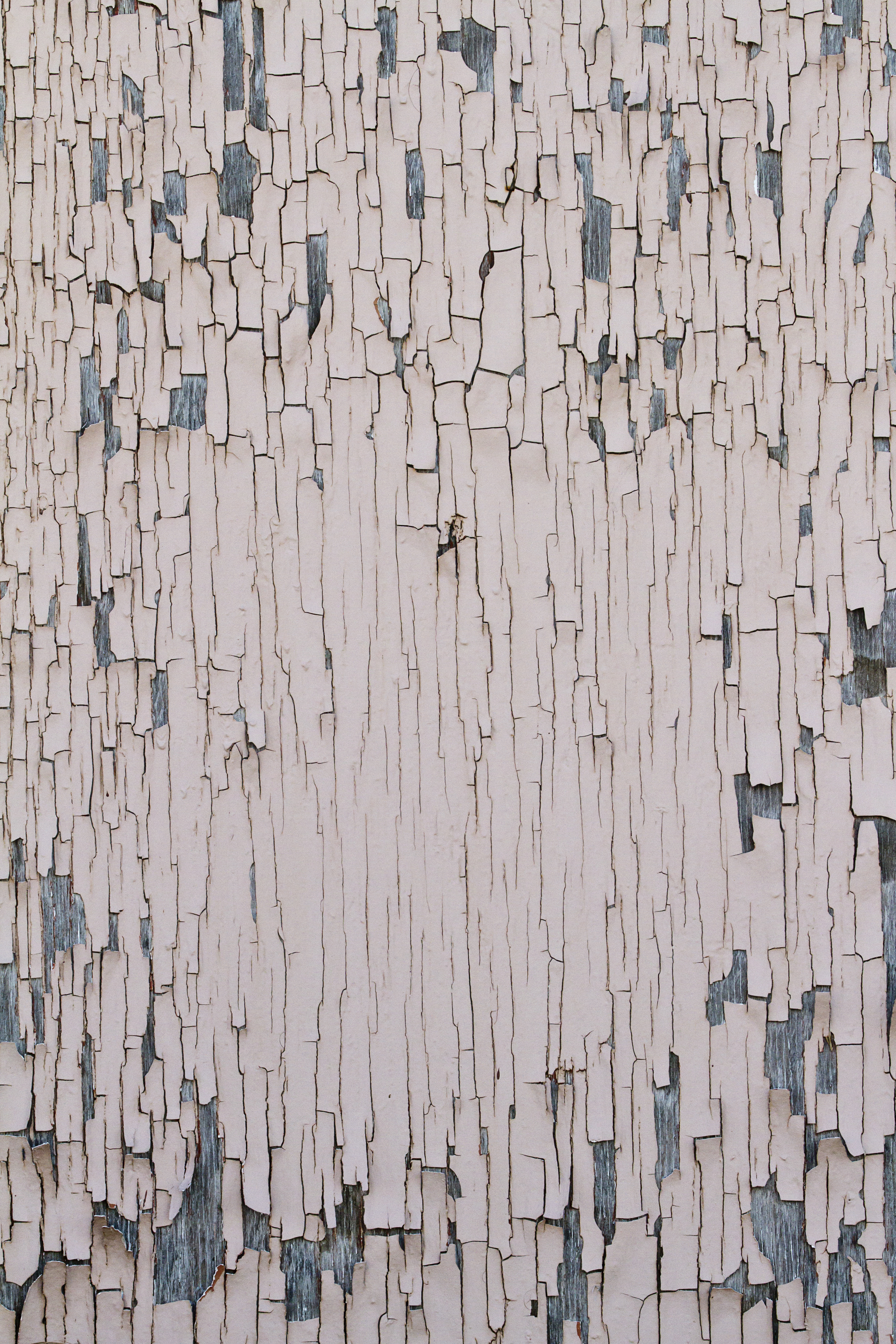 Texture : Peeling Pink Paint [4 of 8]