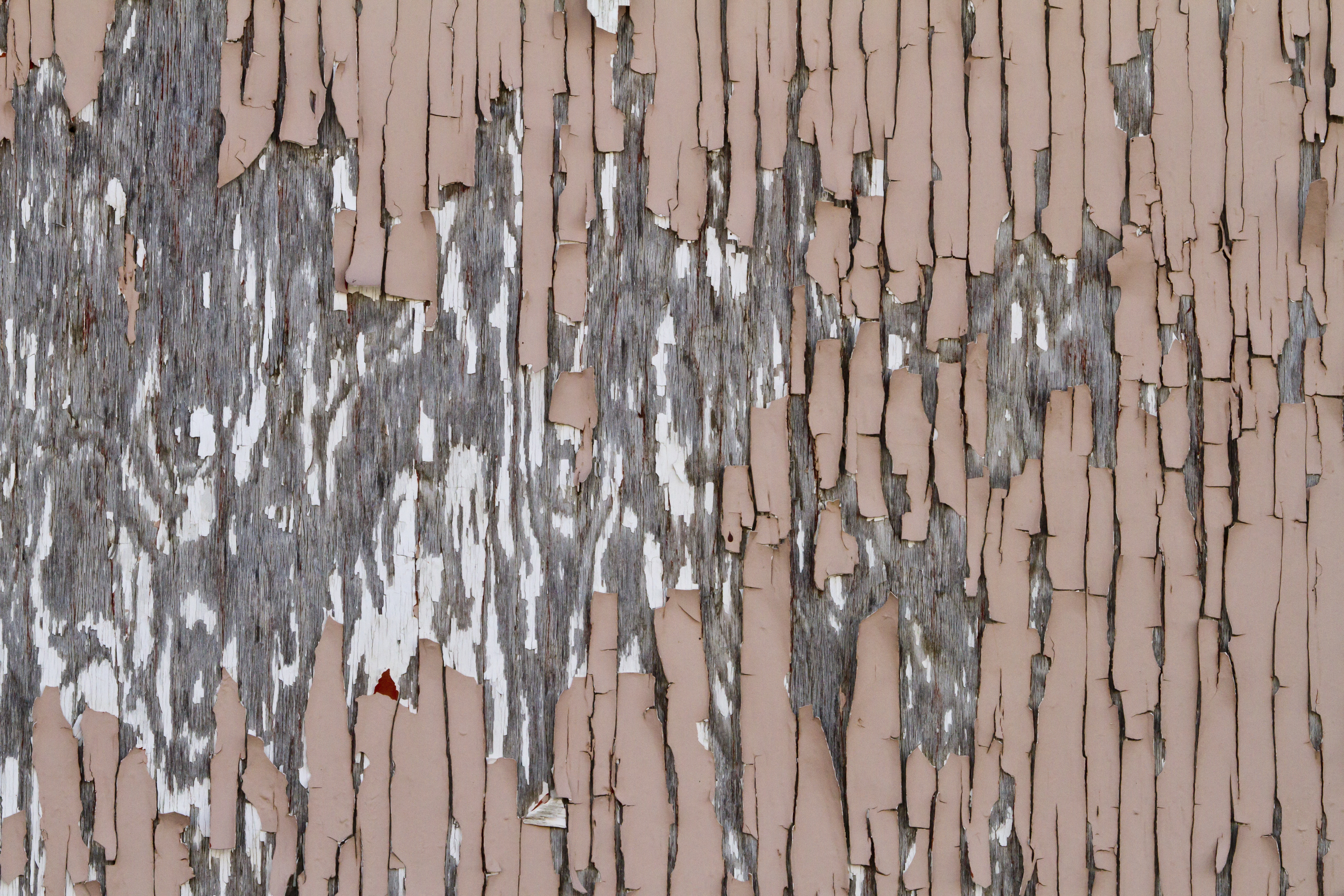 Texture : Peeling Pink Paint [3 of 8]