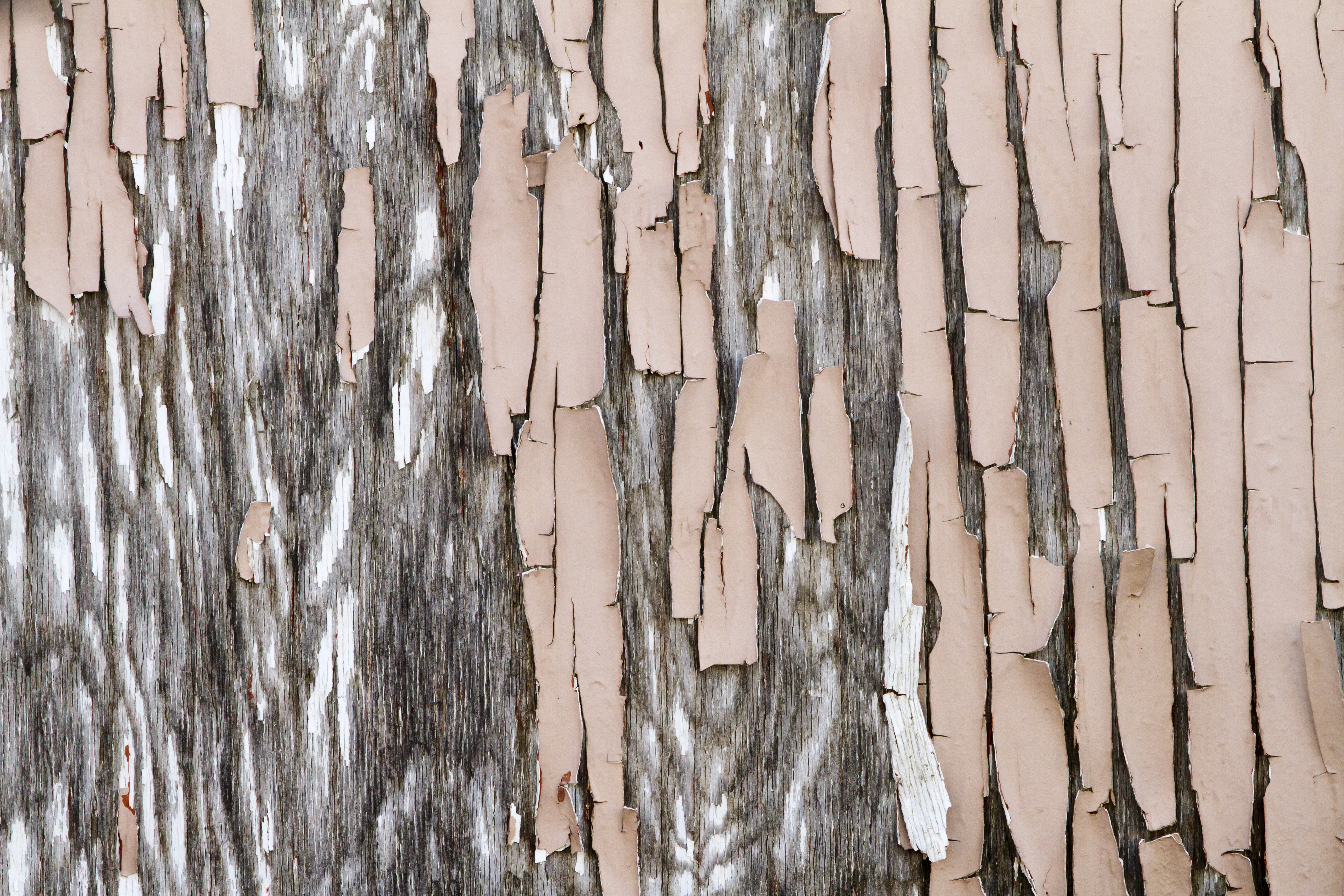 Texture : Peeling Pink Paint [2 of 8]
