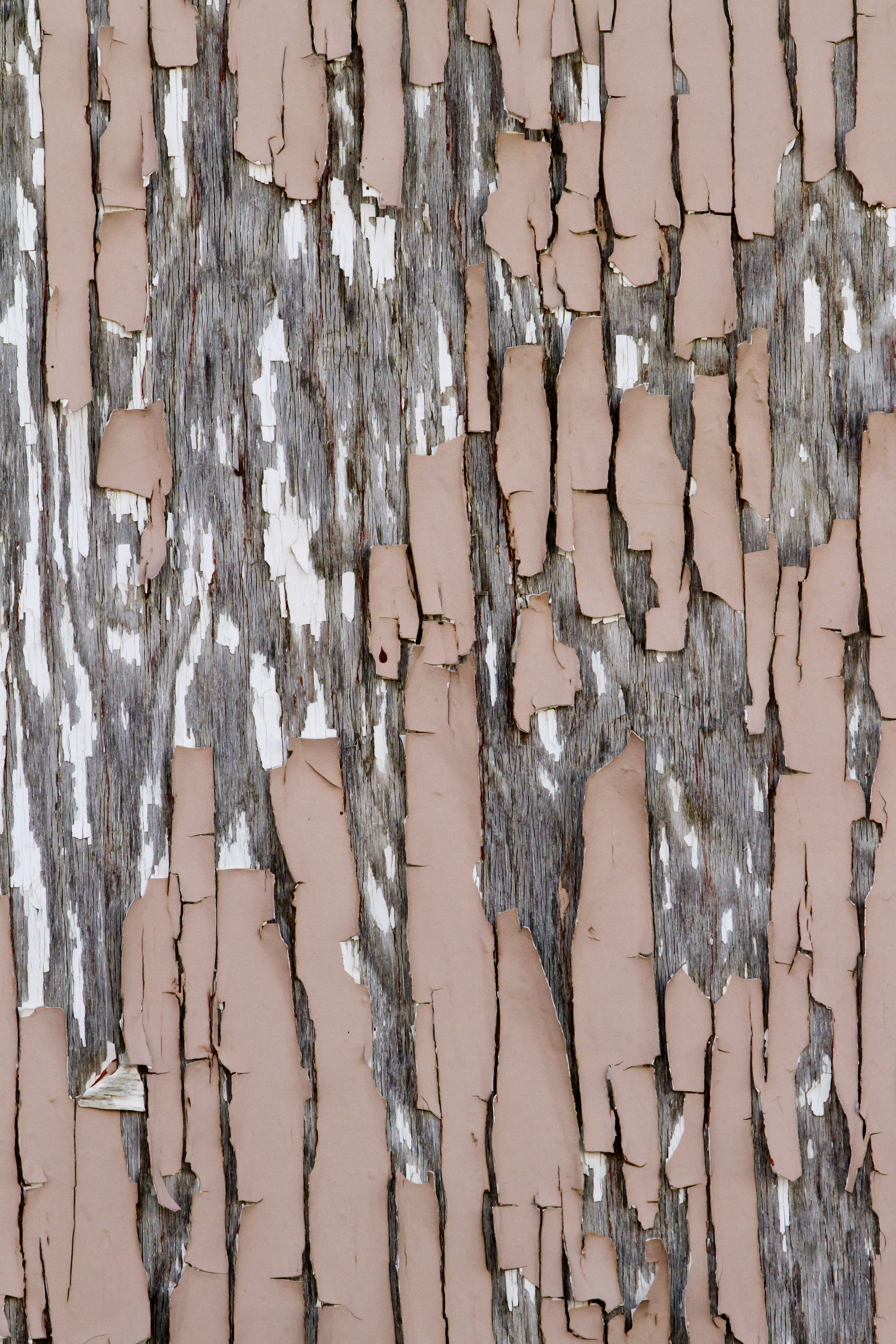 Texture : Peeling Pink Paint [1 of 8]