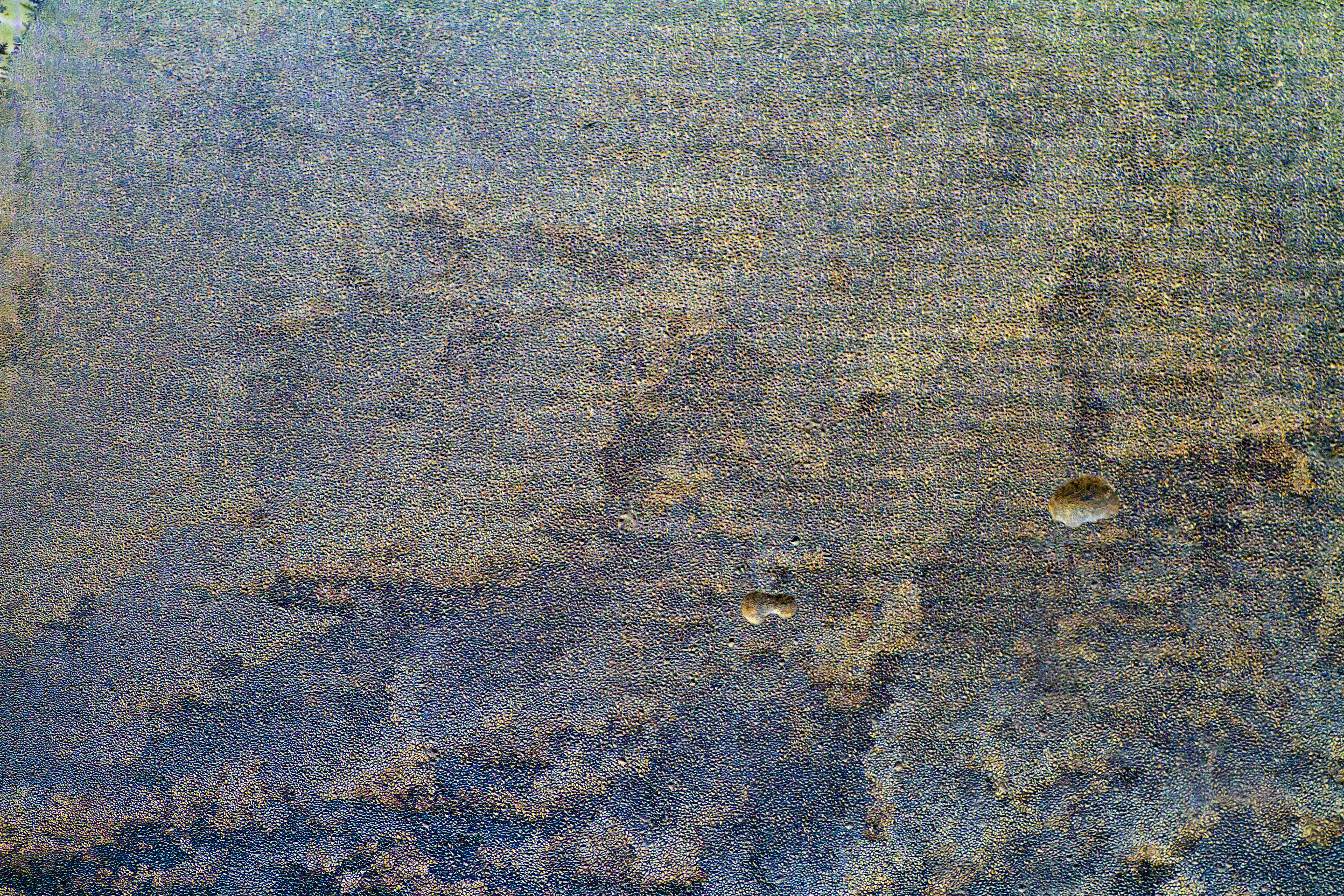 Texture : 2012-02-18 / Frost on the Kitchen Window [1 of 6]