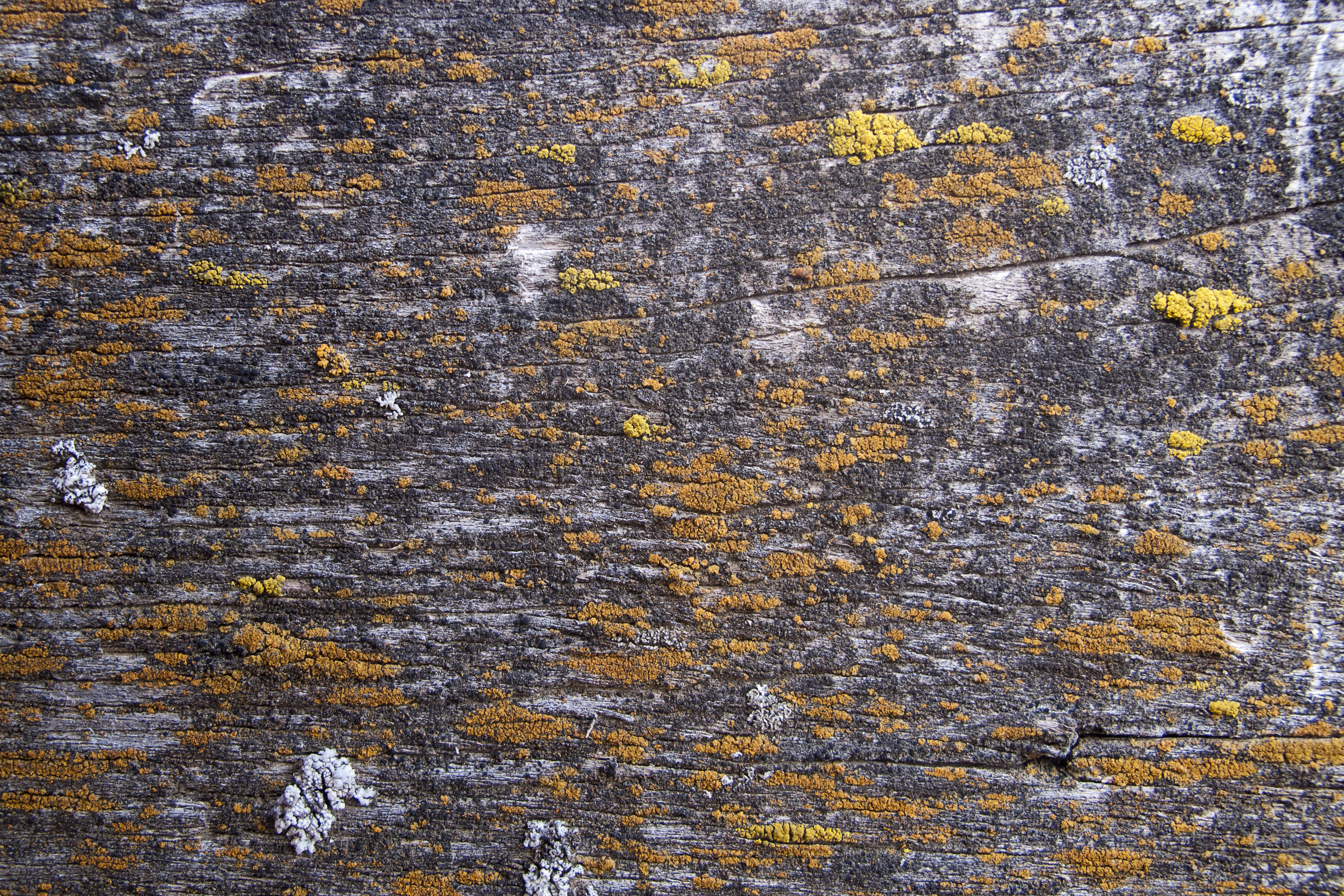 Texture : Lichens on Fence Board [1 of 2]