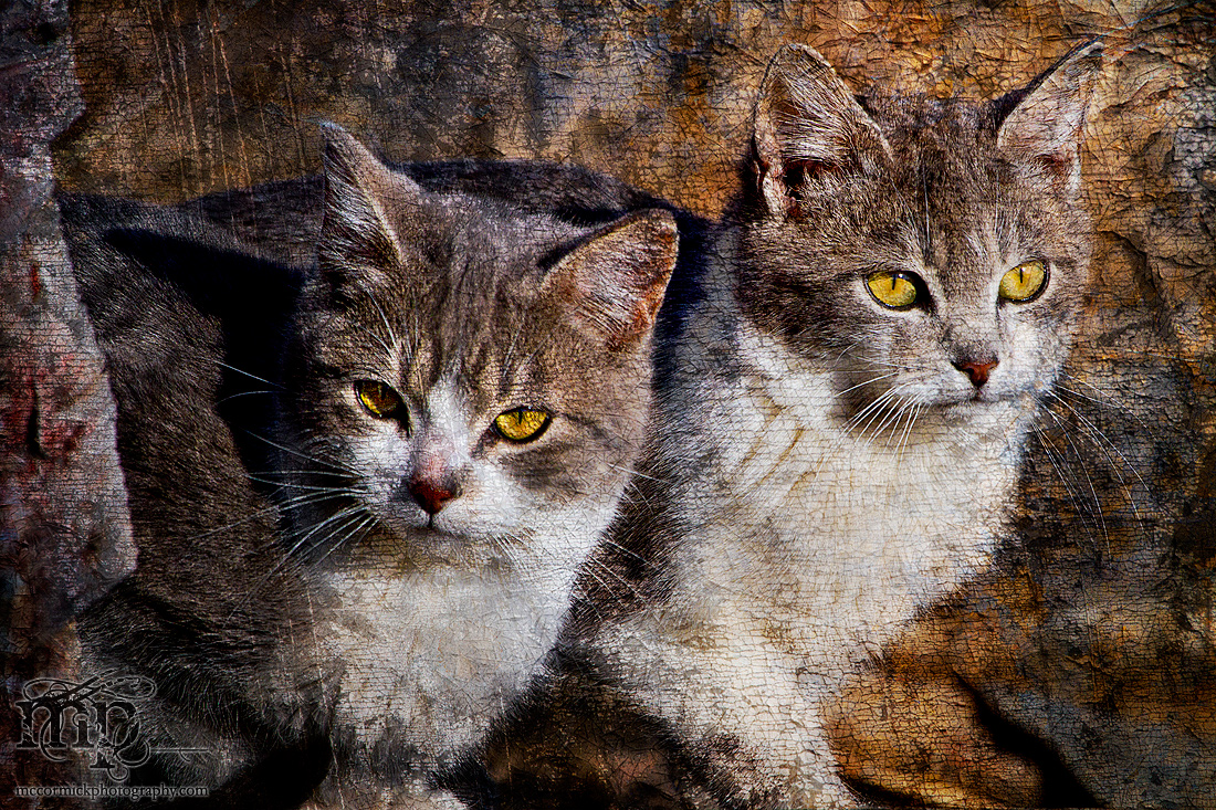 The Kittens of Dorian Gray